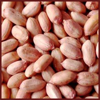 Manufacturers Exporters and Wholesale Suppliers of PEANUTS Palanpur Gujarat